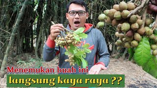 1 Tangkai Buah Ini Harganya 5 Juta Jika Buah Kecacil Atau Buah Kesambi
