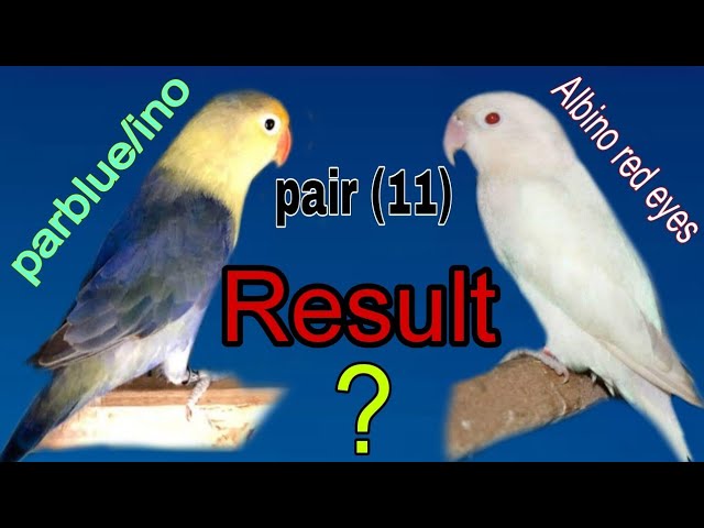 Feasiblitiy plan of lovebird pairing albino x parblue best commercial