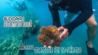 Sea Anemone Cultivation for Released | How to split anemones