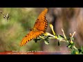 A butterfly short - Canon EOS R7, adapted Canon EF 70-200mm f/2.8L IS III USM Lens with 1.4 tele