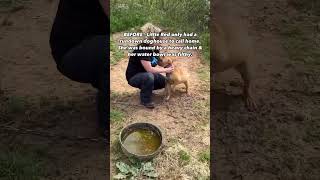 With fresh water and a new doghouse, we’ve given this dog some comfort...