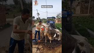 Nandi Devta Ko Navate Hue Resimi