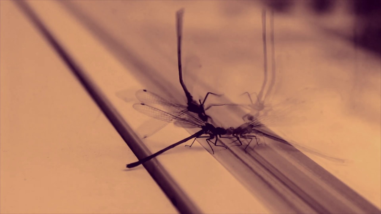CICONIA-Litost official video