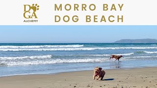 A Sunday Afternoon at Morro Bay Dog Beach | Travel with Dogs | Doga Alchemy