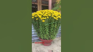 Hoa Cúc Đại Đoá Tết 2023 Khu T Lò Gạch Tí Dãnh / Hoa Đặt Tại Chùa Đức Hoà Tx Ninh Hoà 29/12/2022 ÂL