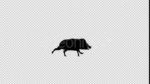 Boar Silhouette Running | Motion Graphics - Envato elements