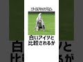 「白いアイツのそっくりさん」ガイアフォースの雑学