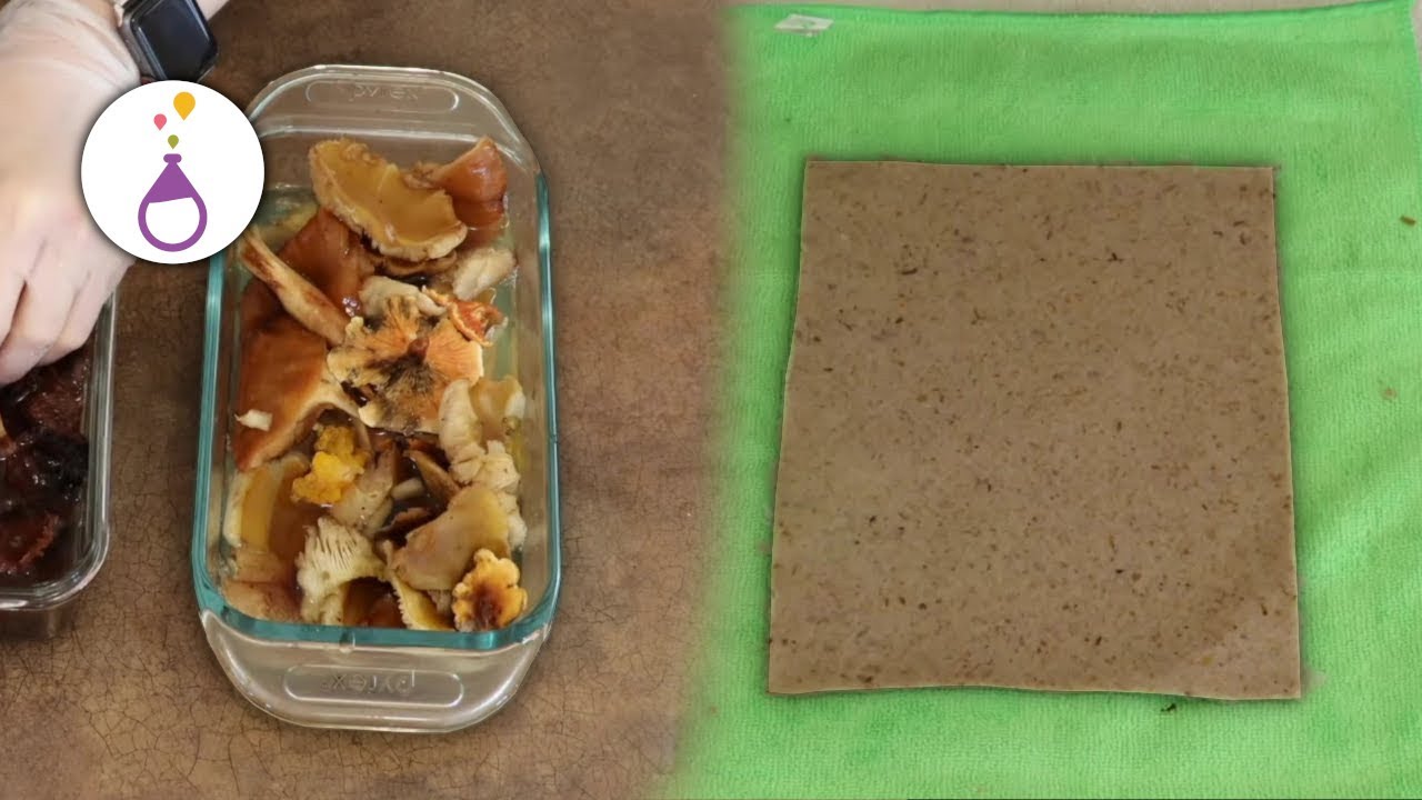 Mushroom Paper Making Activity YouTube