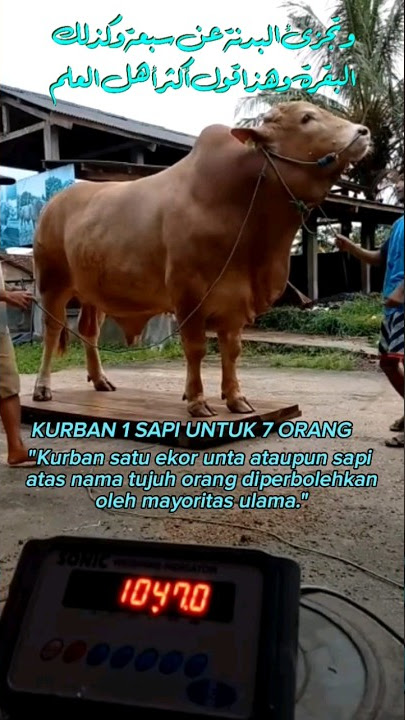 HEWAN QURBAN SAPI UNTUK TUJUH ORANG #qurban #kurban #kurbansapi #hewankurban #kurban2023