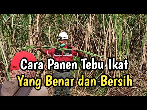 Video: Bagaimana Cara Memanen Tebu – Tips Memanen Tanaman Tebu