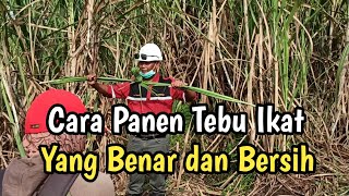 Panen tebu giling || Tutorial Tebang Tebu yang baik dengan bantuan Parang