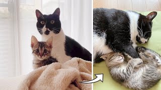 怖い思いをした子猫と先輩猫が手を繋いで寝る姿がかわいい！【保護猫】
