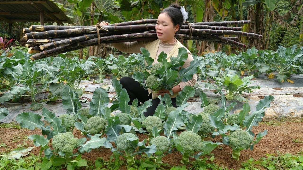 收割甘蔗種植花椰菜，帶你體驗從田間地頭到集市上的風光，然后再用甘蔗蒸出口水流個不停的美味雞 #农村生活 #乡村建造 #农家美食 #农场日常 #乡村致富