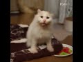 ちびおかきからデカおかきへAIで遊んだみた。