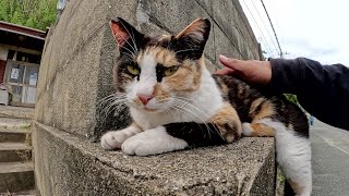 Cute cats act as security guards in front of the house