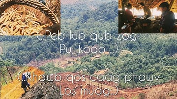 hnub no wb ob niam txiv mus khawb qos caag phawv los muag 18/5/2023