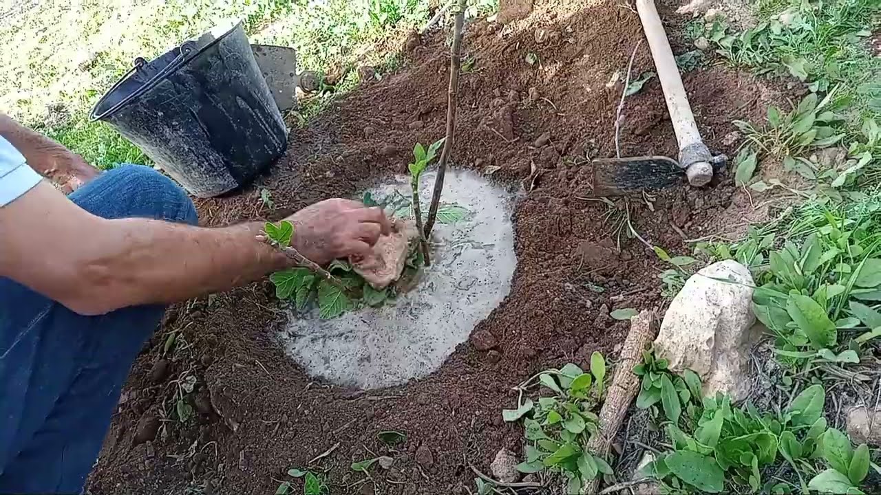 زراعة التين من النموات الجانبية