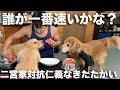 スイカ早食い競争!大型犬3頭vs変態飼い主