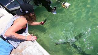 Hand feeding huge tarpon at Robbies!