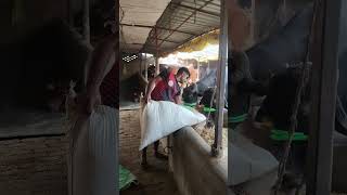 kushwaha Dairy farm#birno #ghazipur #murraha #dairyfarm #bhains #farming#dairyherd #farmer #ytshorts
