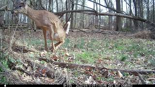 A White-Tailed Deer Peeing On Her Tarsal Glands