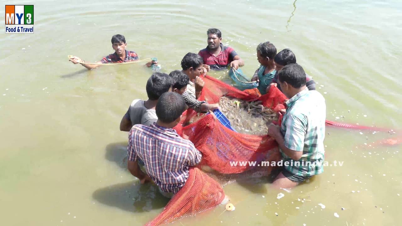 FISHERMAN CATCHING PRAWNS | SHRIMP FISHERY street food | STREET FOOD