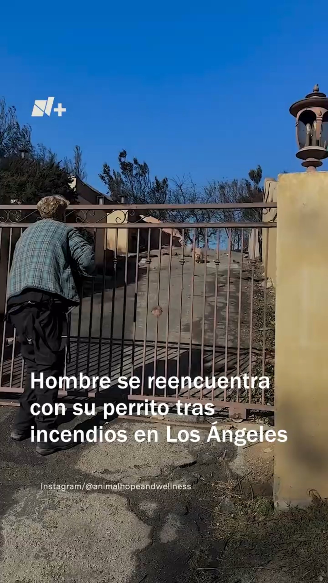 Hombre se reencuentra con su perro después de los incendios en California #nmas #shorts #california