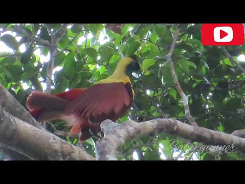 Burung Cendrawasih Burung Surga Di Tanah Papua Youtube