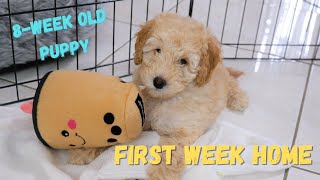 8week old cavoodle puppy's FIRST WEEK home