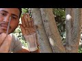 لو عندك اشجار مش بتثمر من الحاجات العجيبه في  الزراعه |لكن احذر|