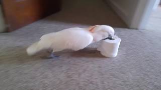 I Must Kill The Evil Toilet Paper Roll!!