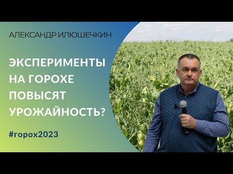 Эксперименты на горохе повысят урожайность? | Агроном о главных ошибках и технологии выращивания