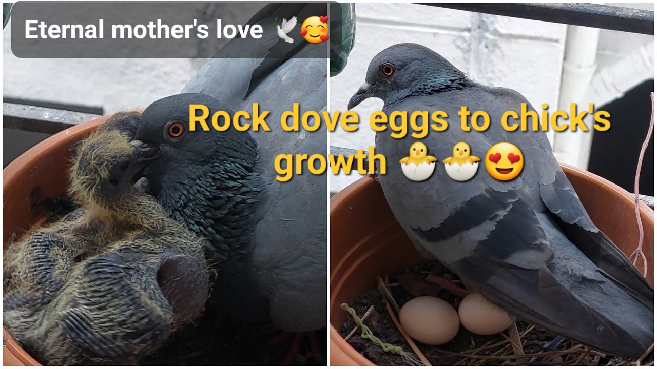 Eggs to chick's rock dove babies growth 🐣🕊️ 🥰  