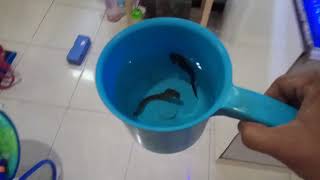 Update Tank Kuda Laut Ii Aquarium Air Laut