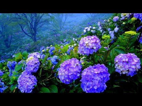 Video: Cultivo de hortensias al aire libre en los Urales