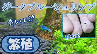 【青いエビの繁殖】ダークブルーシュリンプを飼育してみた！メダカの水槽に【稚エビ】