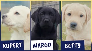 Meet our latest Sponsor a Puppy trainees: Rupert, Margo and Betty