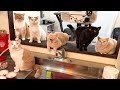 早くご飯を出せと猫たちに詰められる母