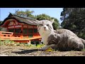 旅猫 ニャン吉の人間の歳に換算して83歳(16歳9ヵ月)記念Live😸