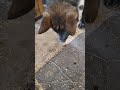 GSD Beau the gentle