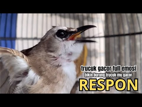 kicau trucukan gacor AMPUH ROPEL NGALAS PANJANG,, pandai BUAT BURUNG TRUCUK GACOR EMOSI