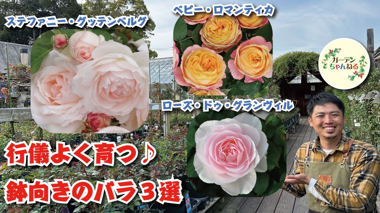 Suitable for potted plants] 3 well-behaved roses - YouTube