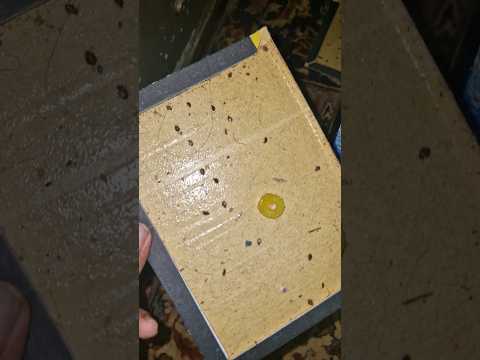 حجوم ساس به خانه مسکونی و تخم ریزی شدید و تشکیل کلونی هر جا که فکرش رو بکنید گیر انداختن ساس توی چسب