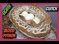 Druid x Pollen Blood Python Clutch!