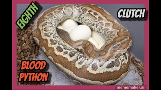 Celebrity Druid x Pollen Blood Python Clutch! Net Worth