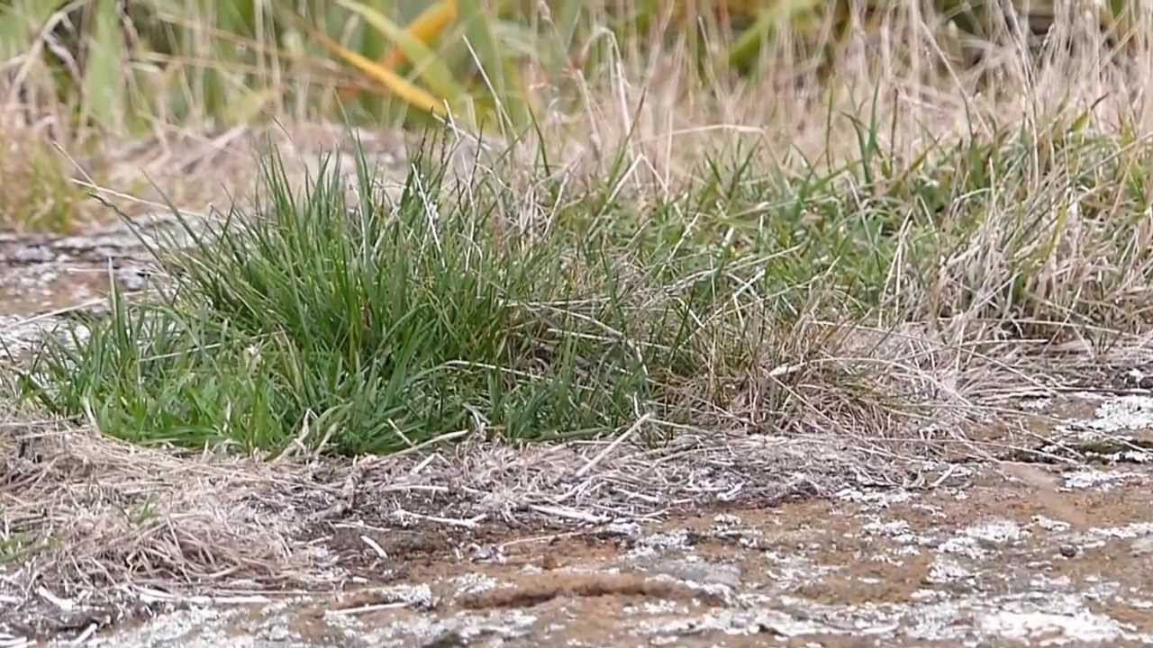 New Zealand Pipit on Rangatira Island, March 2013