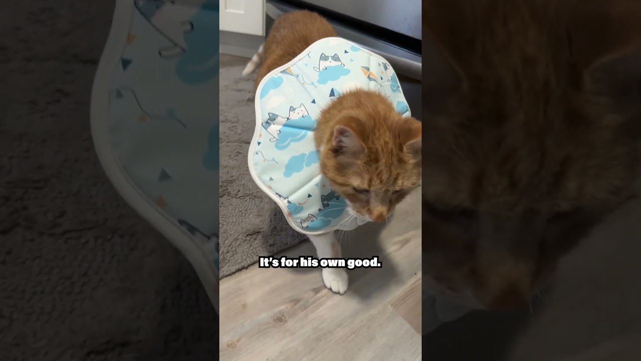 Can a cat curse?