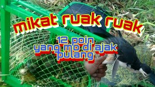 Mikat ruak ruak.12 poin yang mo di ajak pulang.