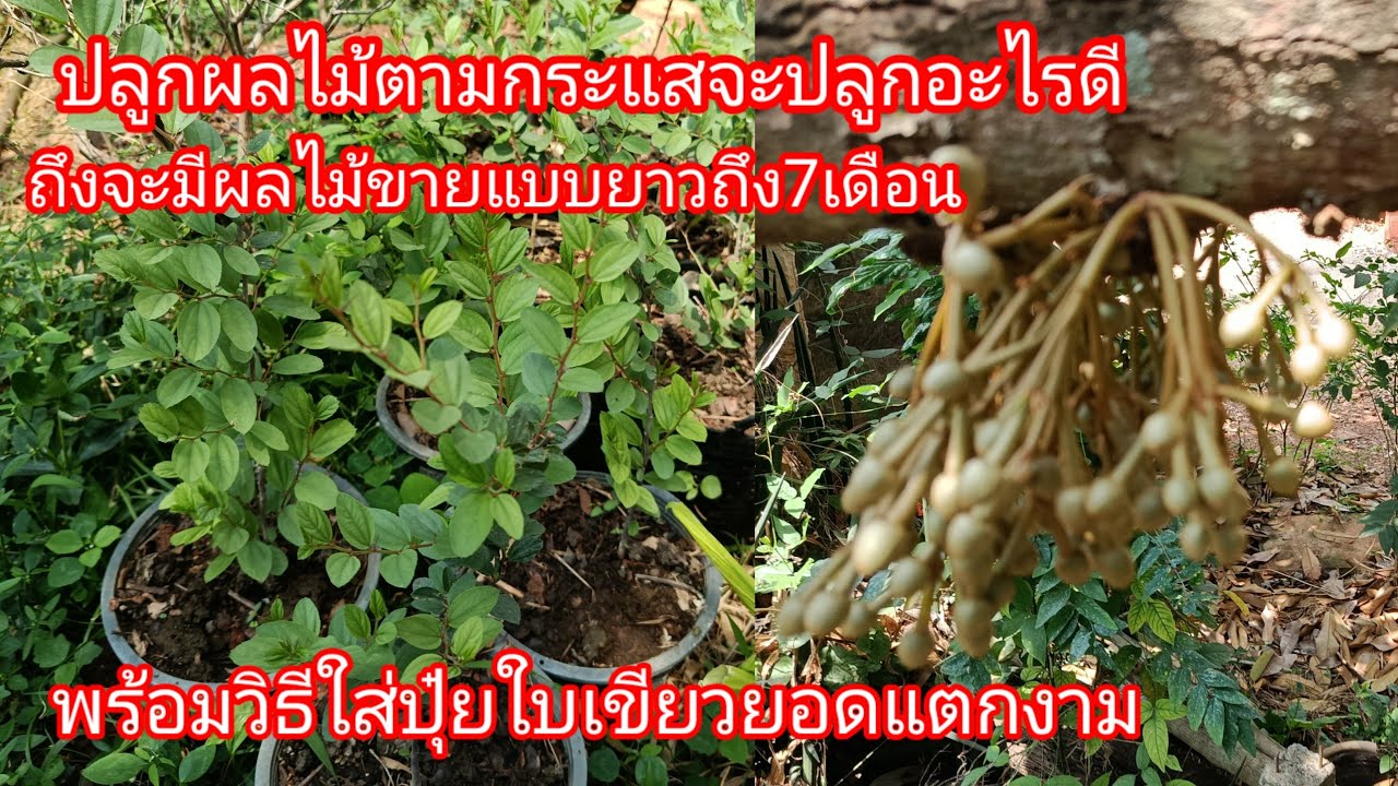ปลูกผลไม้ตามกระแสจะปลูกอะไรดีถึงจะมีผลไม้ขายถึง7เดือนพร้อมวิธีการใส่ปุ๋ยใบเขียวยอดงามEP453