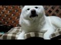 【秋田犬げんき】吠えようとすると全部くしゃみになってしまう【akita dog】